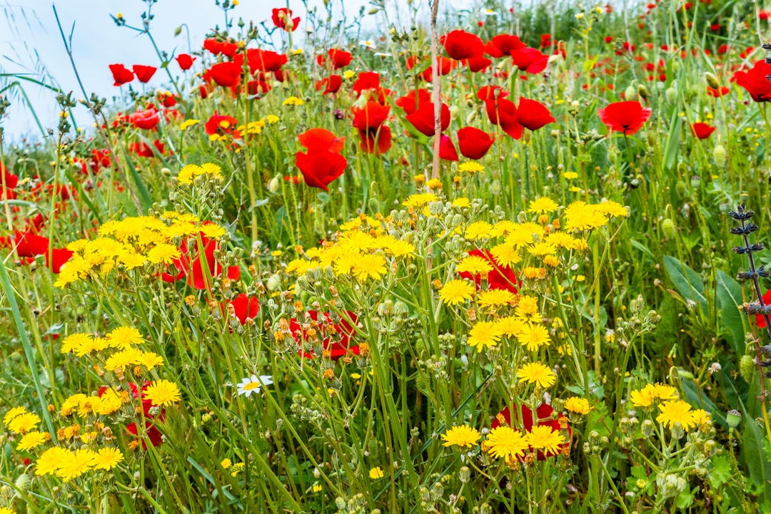 Photo Sunrise, flowers