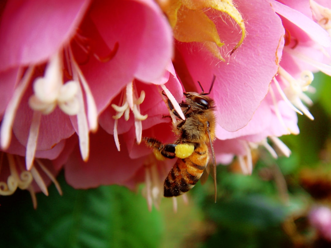 Revitalize Your Skin with Honey Packs for Men